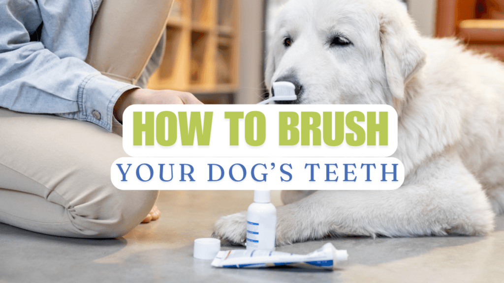 3 Steps in How to Brush Your Dog's Teeth: A Comprehensive Guide for Pet ...