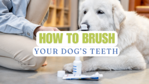 Brush Dog's Teeth