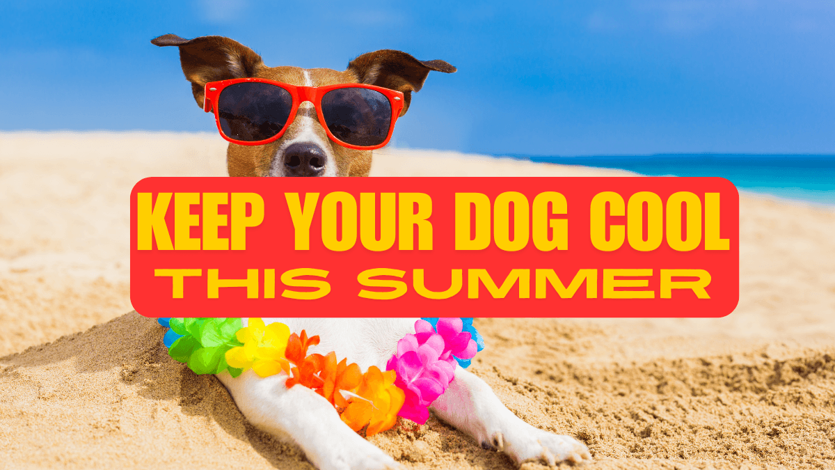 Keep dog cool