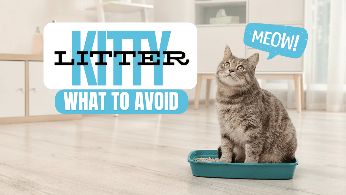 Kitty litter