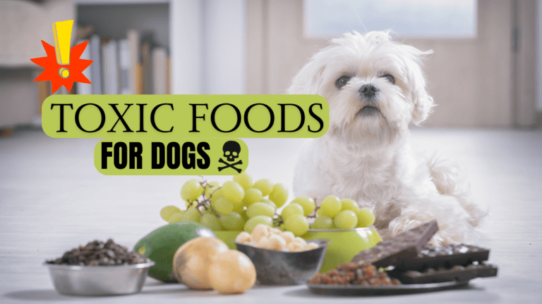 Toxic Foods For Dogs