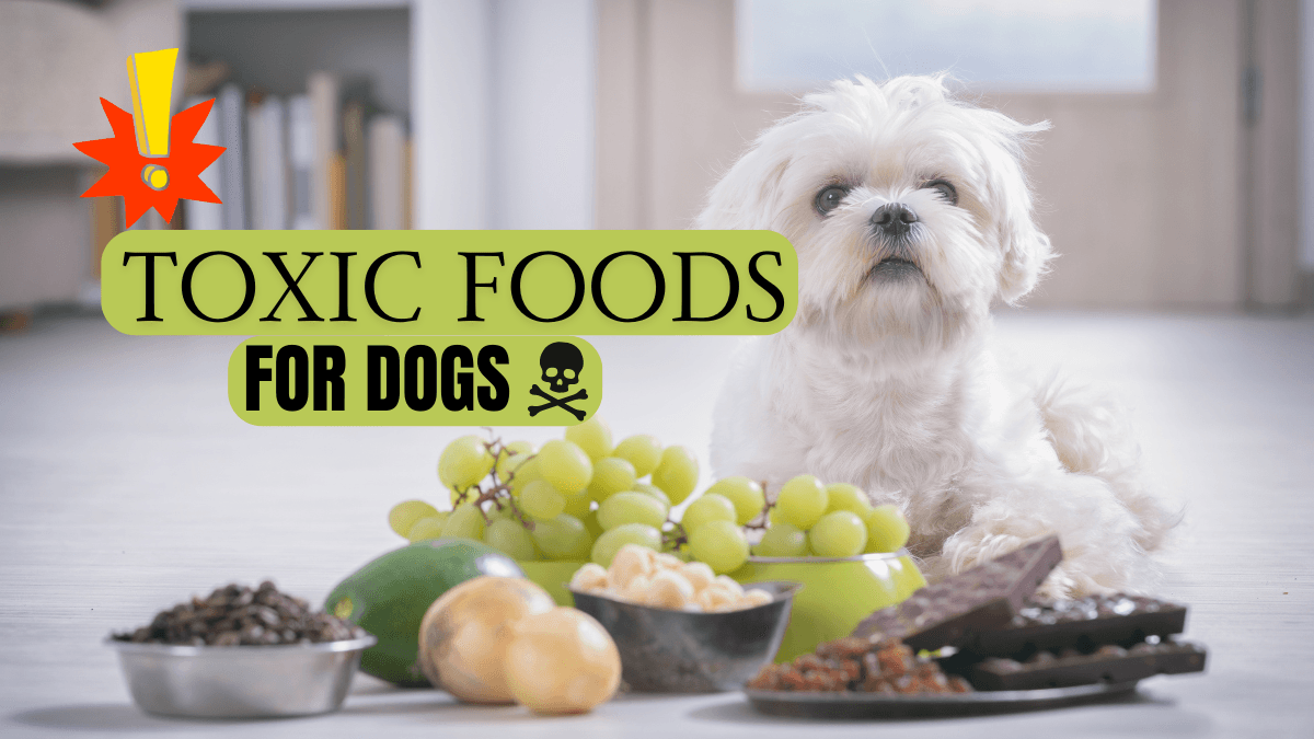 10 Toxic Food For Dogs - What Pet Owners Need to Know Today