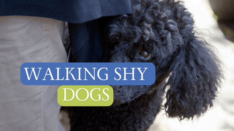 Waking Shy timid sensitive dogs