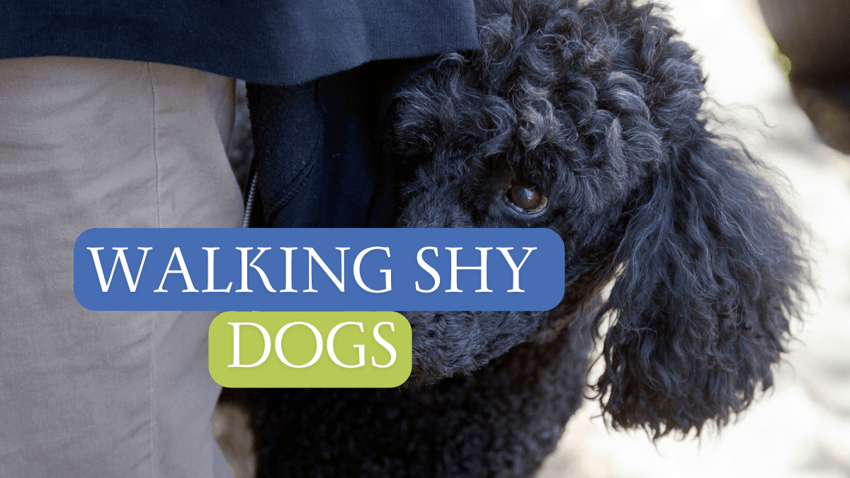 Waking Shy timid sensitive dogs