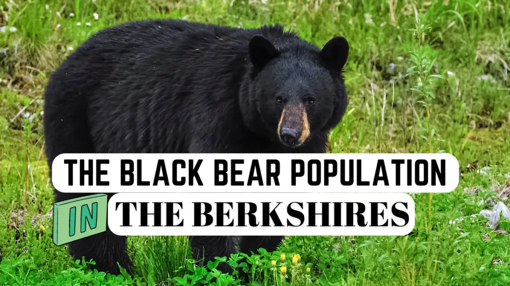 Black bears in the Berkshires
