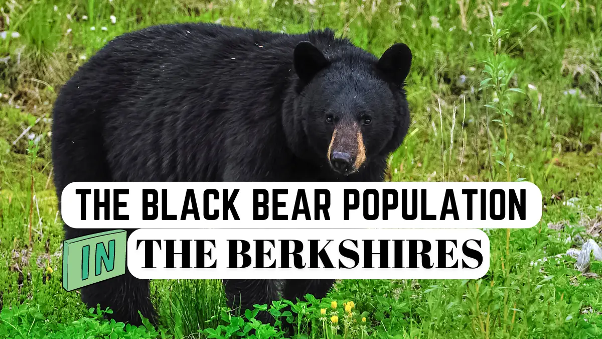 Black bears in the Berkshires