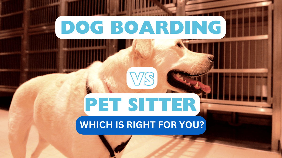 Boarding Your Dog? 7 Reasons Why Hiring a Pet Sitter May Be Better ...