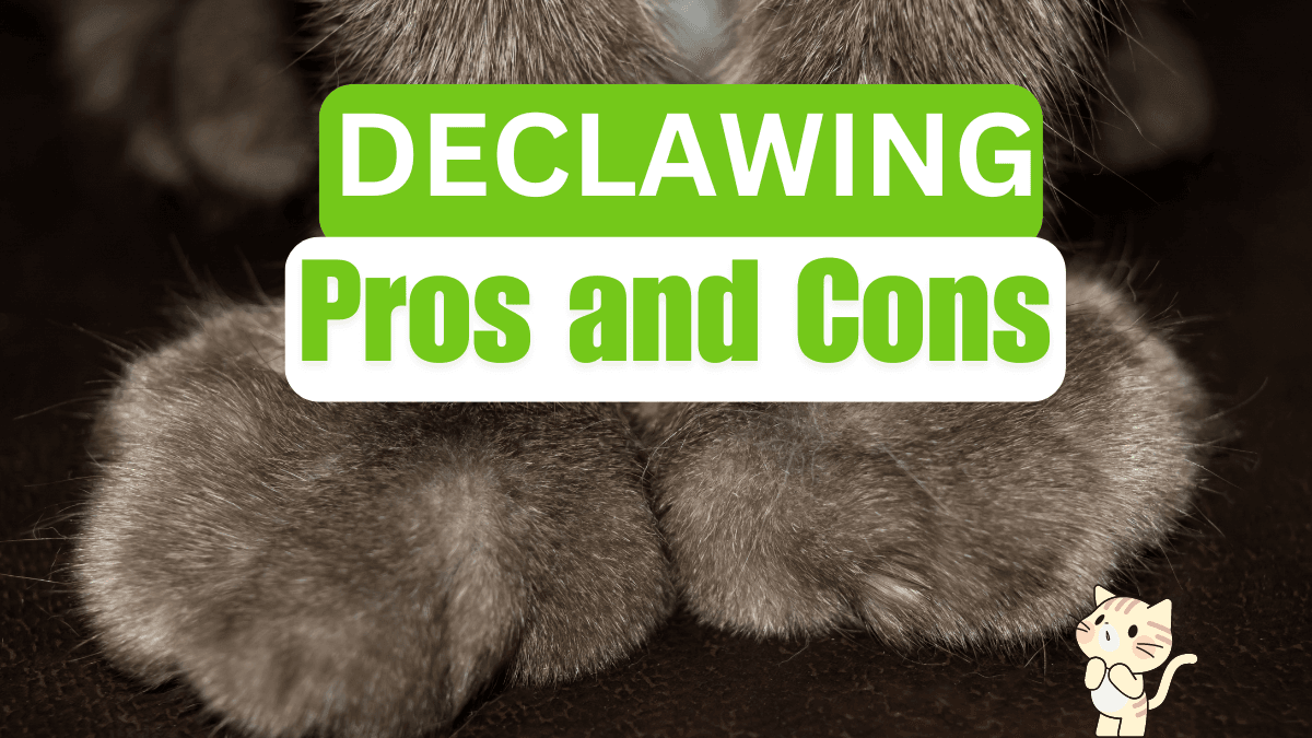 Declawing Your Cat