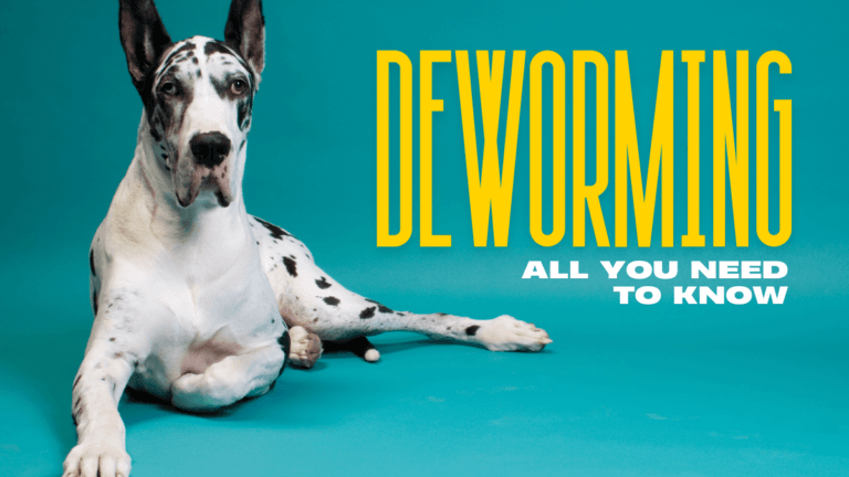 Deworming your Pets