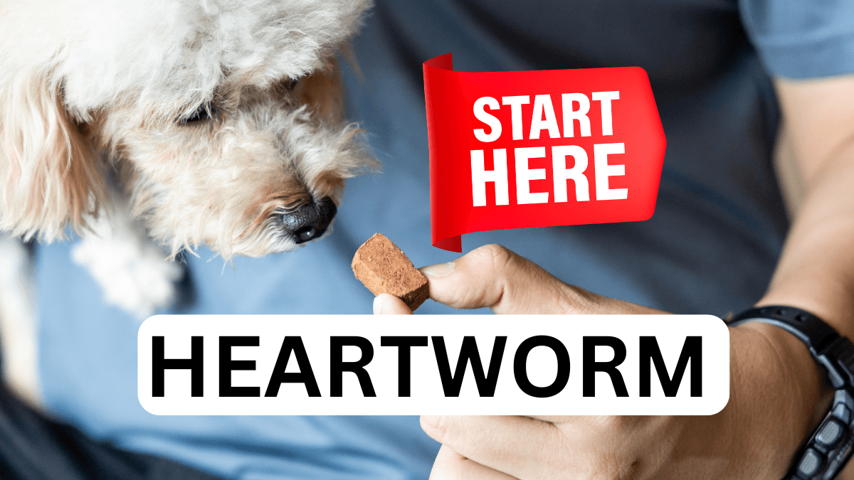 Heartworm in Pets