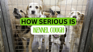 Kennel cough