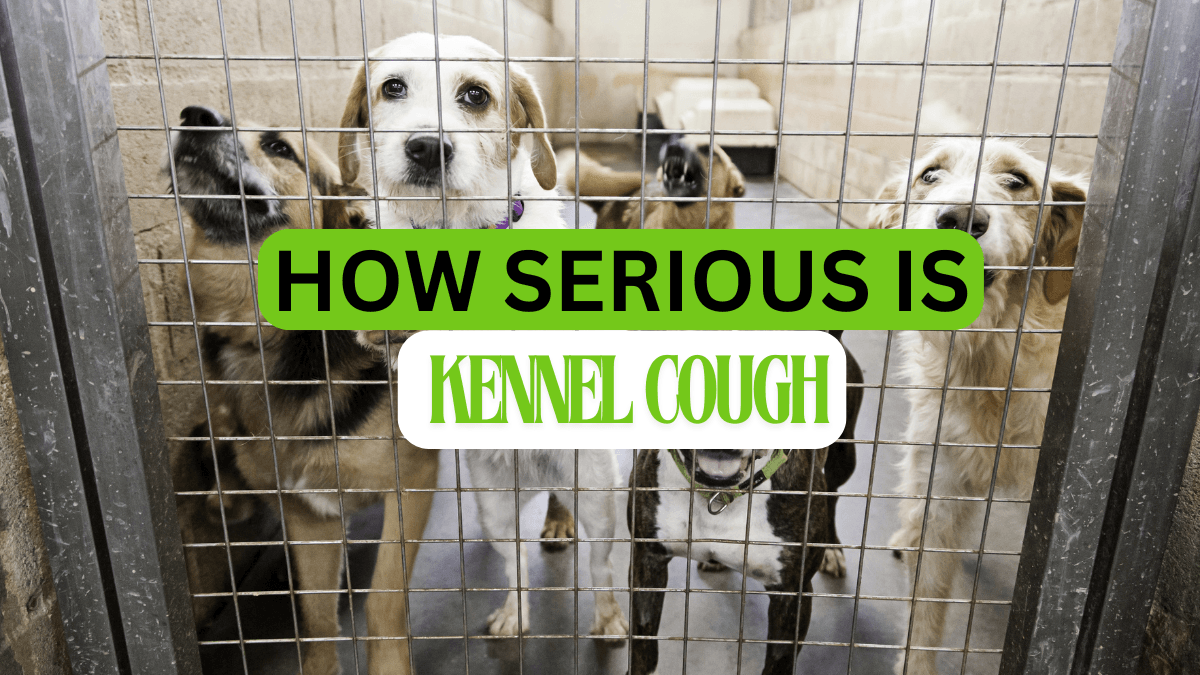 Kennel Cough: Understanding the 3 Hidden Threats to Your Dog's Health ...