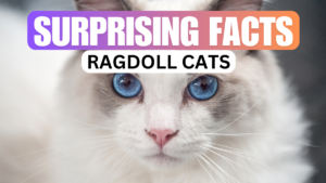 ragdoll cats