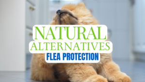 natural flea repellent dogs