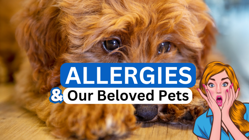 pet allergies