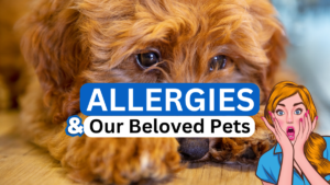 pet allergies