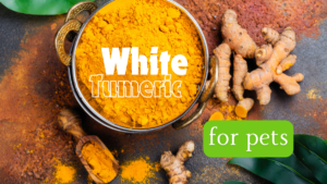 White Turmeric