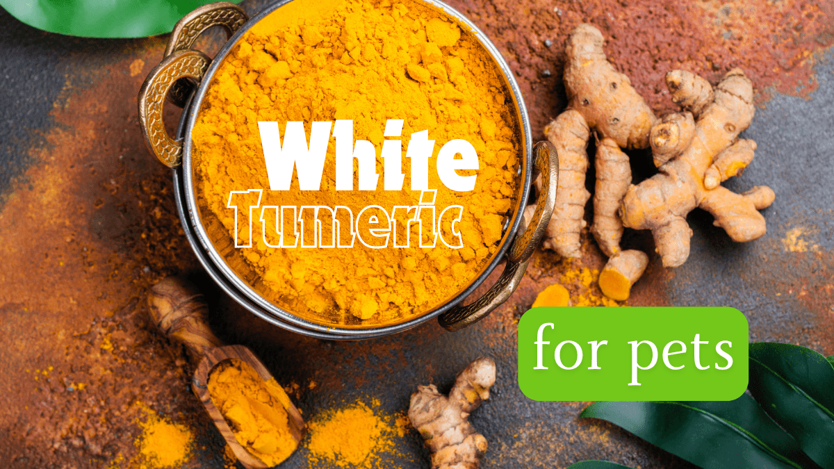 Turmeric For Dogs Pets At Home The Benefits of White Turmeric for Your Pets: 3 Things to Know - Direct