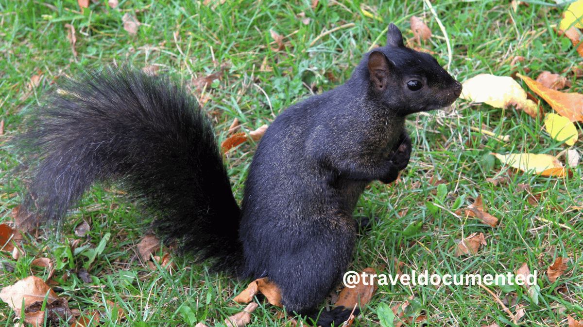 Black Squirrel