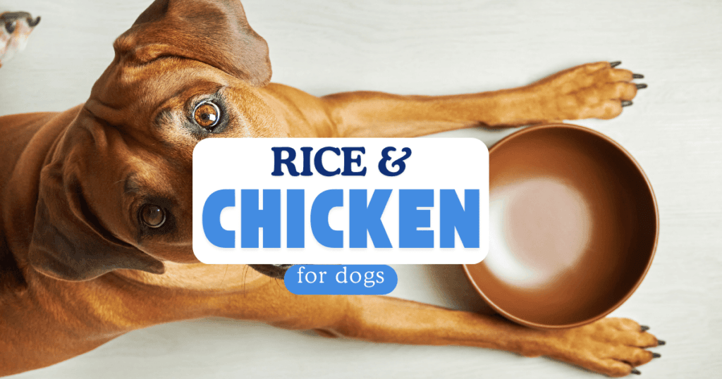 3 Reasons Why Chicken and Rice Might Soothe Your Dog's Upset Stomach ... - Chicken And Rice For Dog Digestive Problems
