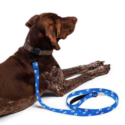 Sleek Blue Dog Pet Leash