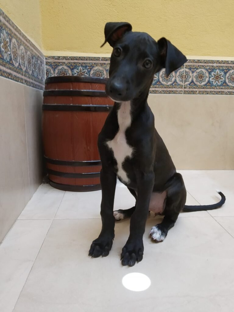 galga rescue sevilla Travel the World. Work Remotely. Care for Amazing Pets.