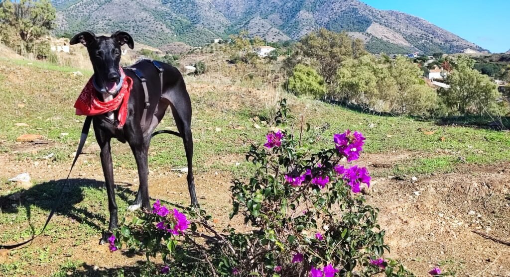 iznate galga costa del sol Travel the World. Work Remotely. Care for Amazing Pets.