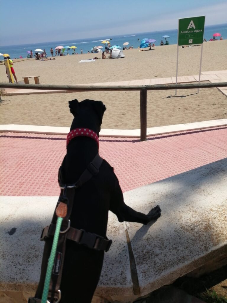 samba fuengirola beach costa del sol Travel the World. Work Remotely. Care for Amazing Pets.