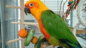The Parrot Emporium