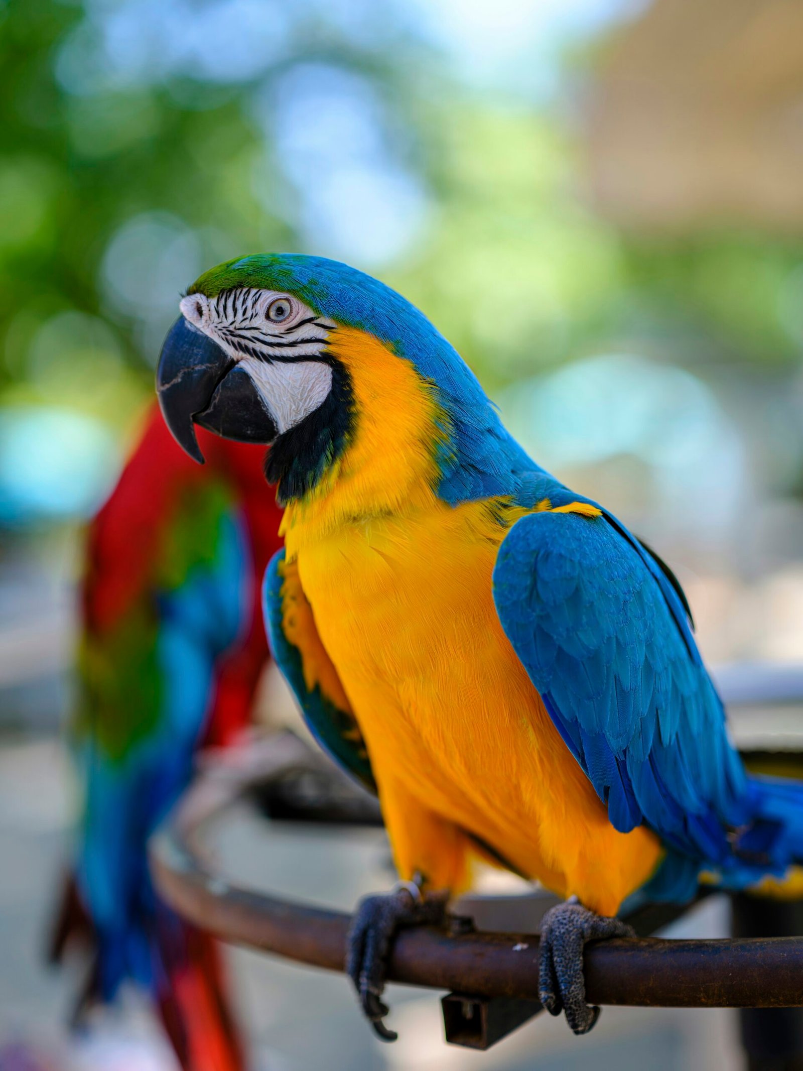 Discover the Wonders of The Parrot Emporium: A Gateway to Exotic Birds in Western Massachusetts