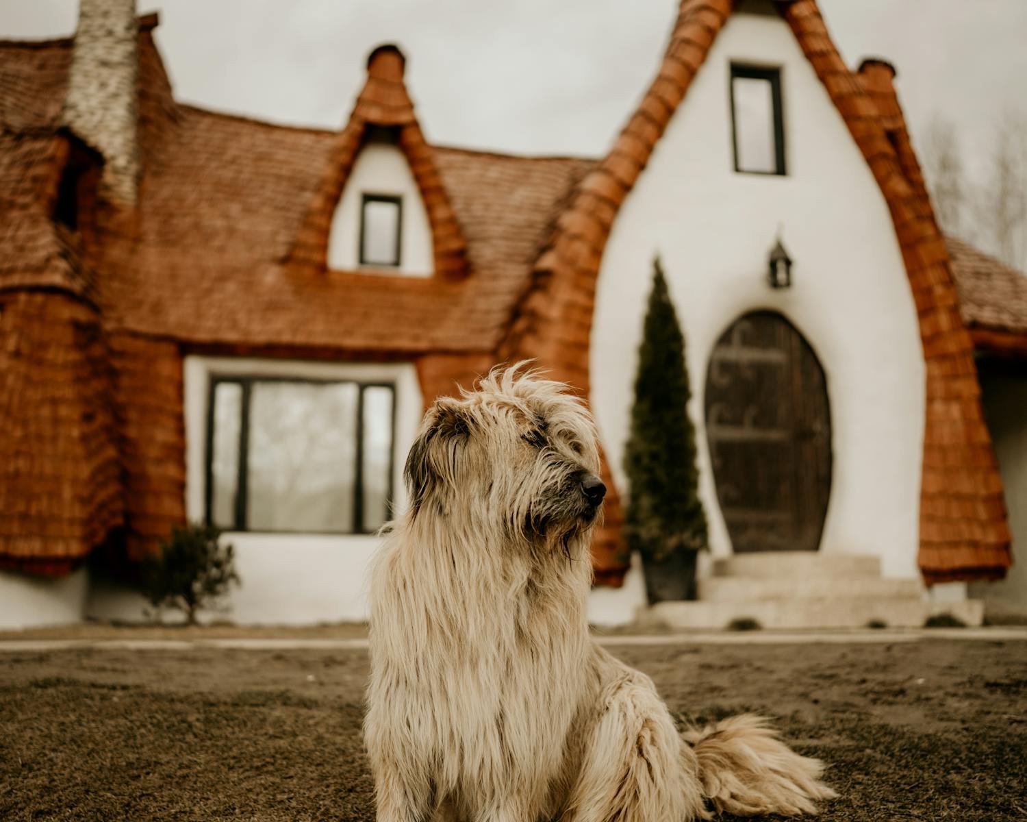 House sitting in retirement A shaggy dog sitting on a lawn in front of a whimsical house with unique architecture.