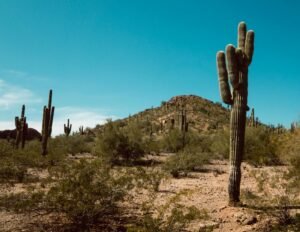 Arizona vs. North Carolina retirees A scenic view of towering saguaro cacti in a desert landscape in Arizona, USA.